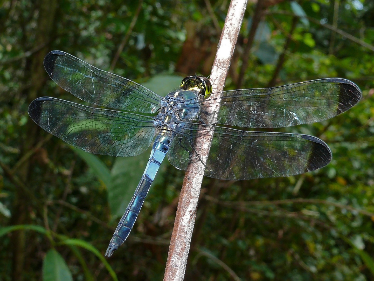 Dark-tipped forest-skimmer