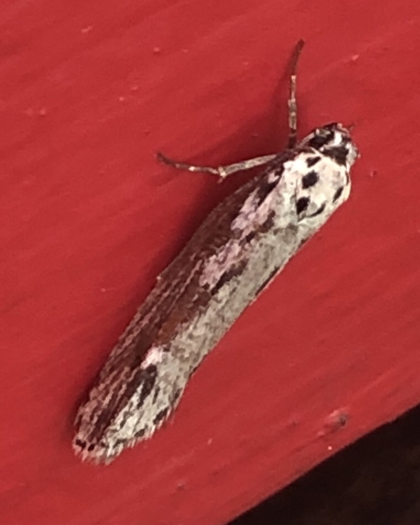 Ethmia (Ethmia)