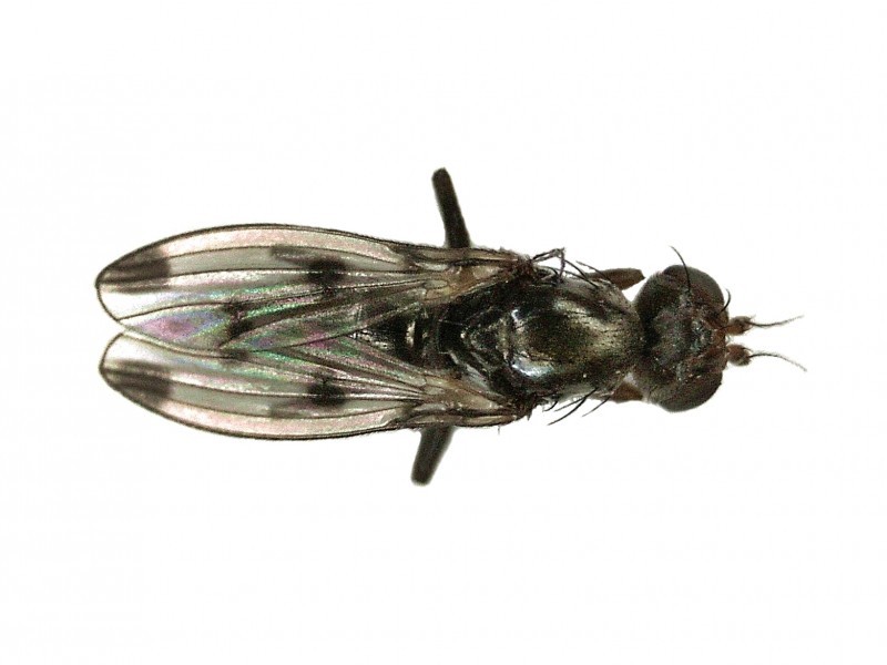 Geomyza (Geomyza)