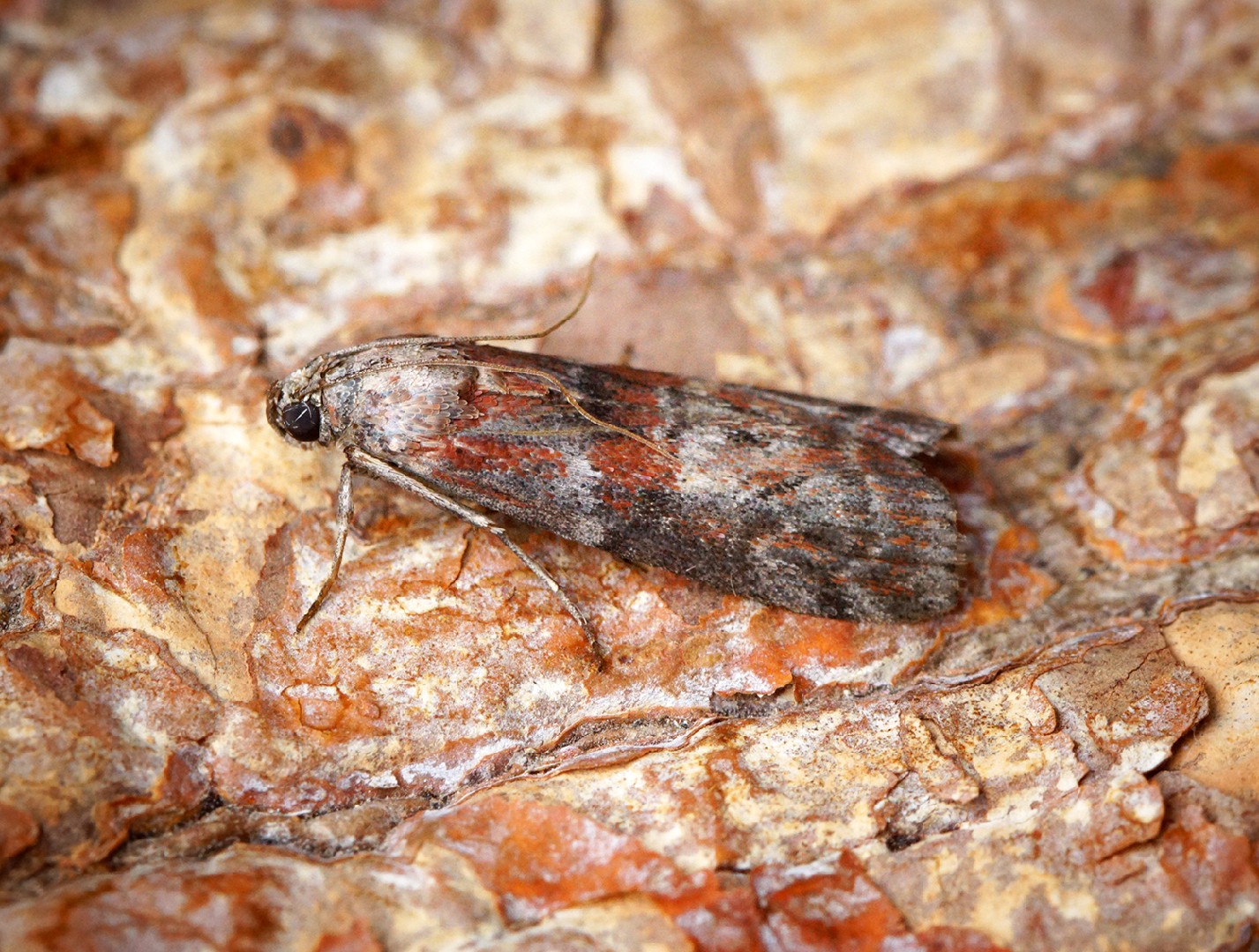 Phycita (Phycita)