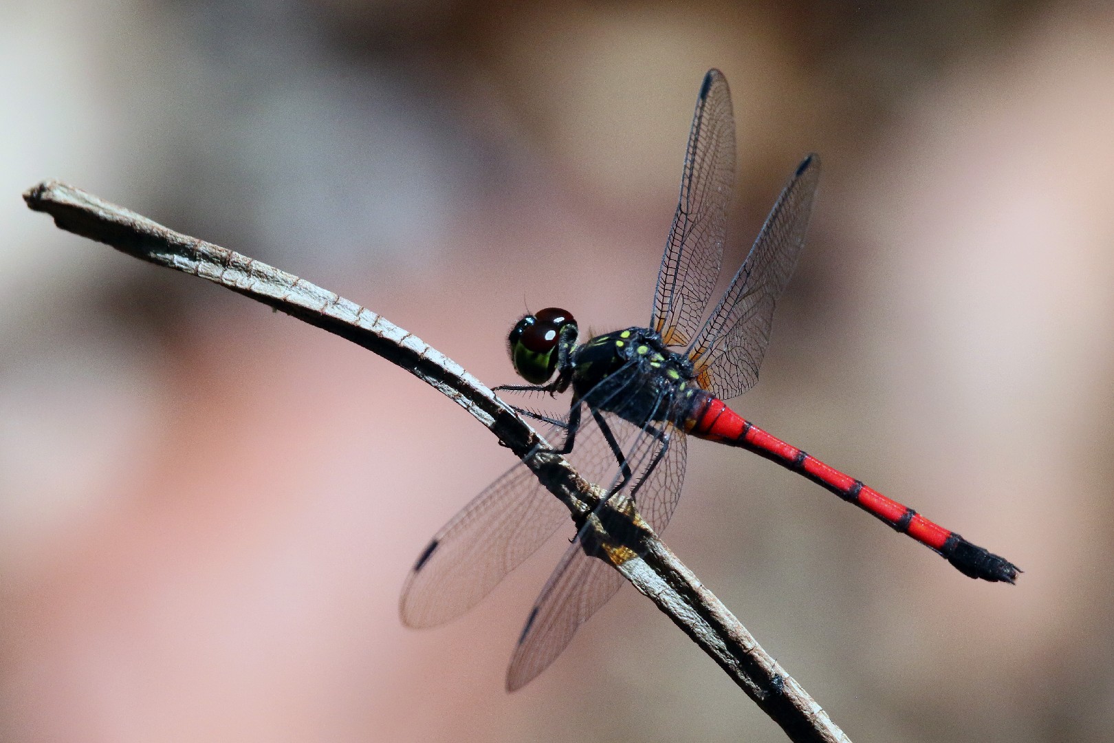 ホソアカトンボ属 (Agrionoptera)