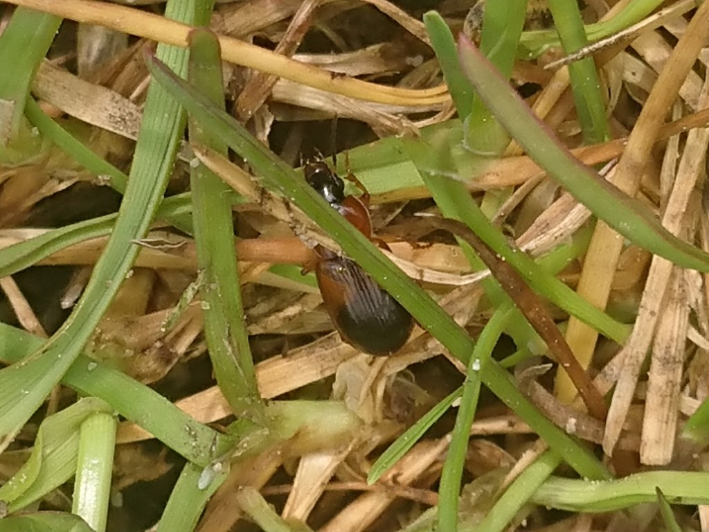 Stenolophus (Stenolophus)