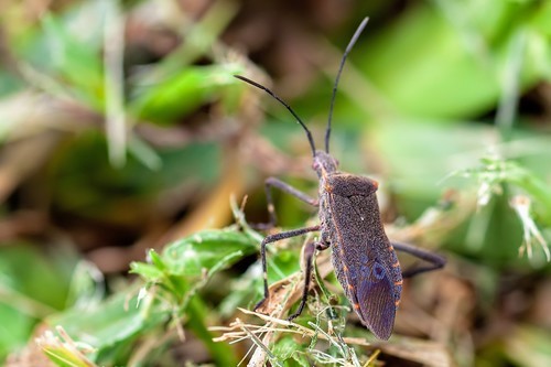 Phthiacnemia (Phthiacnemia)