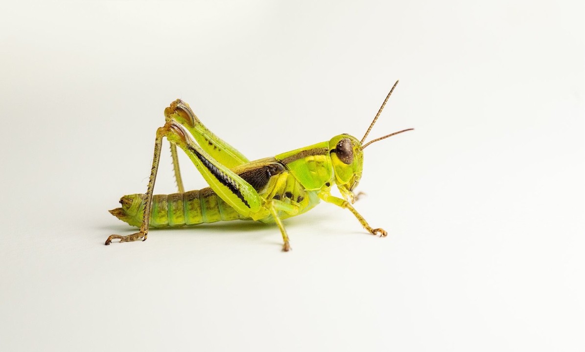 Anapodisma (Anapodisma)