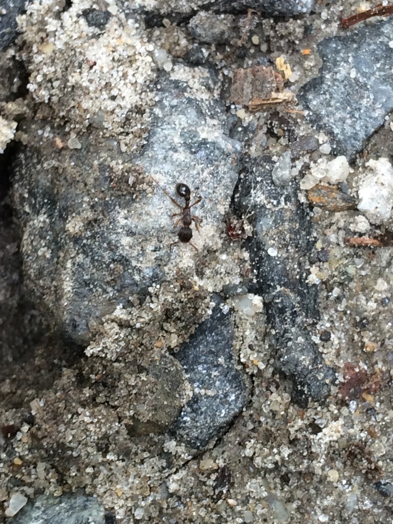 Rote ameisen (Myrmica)