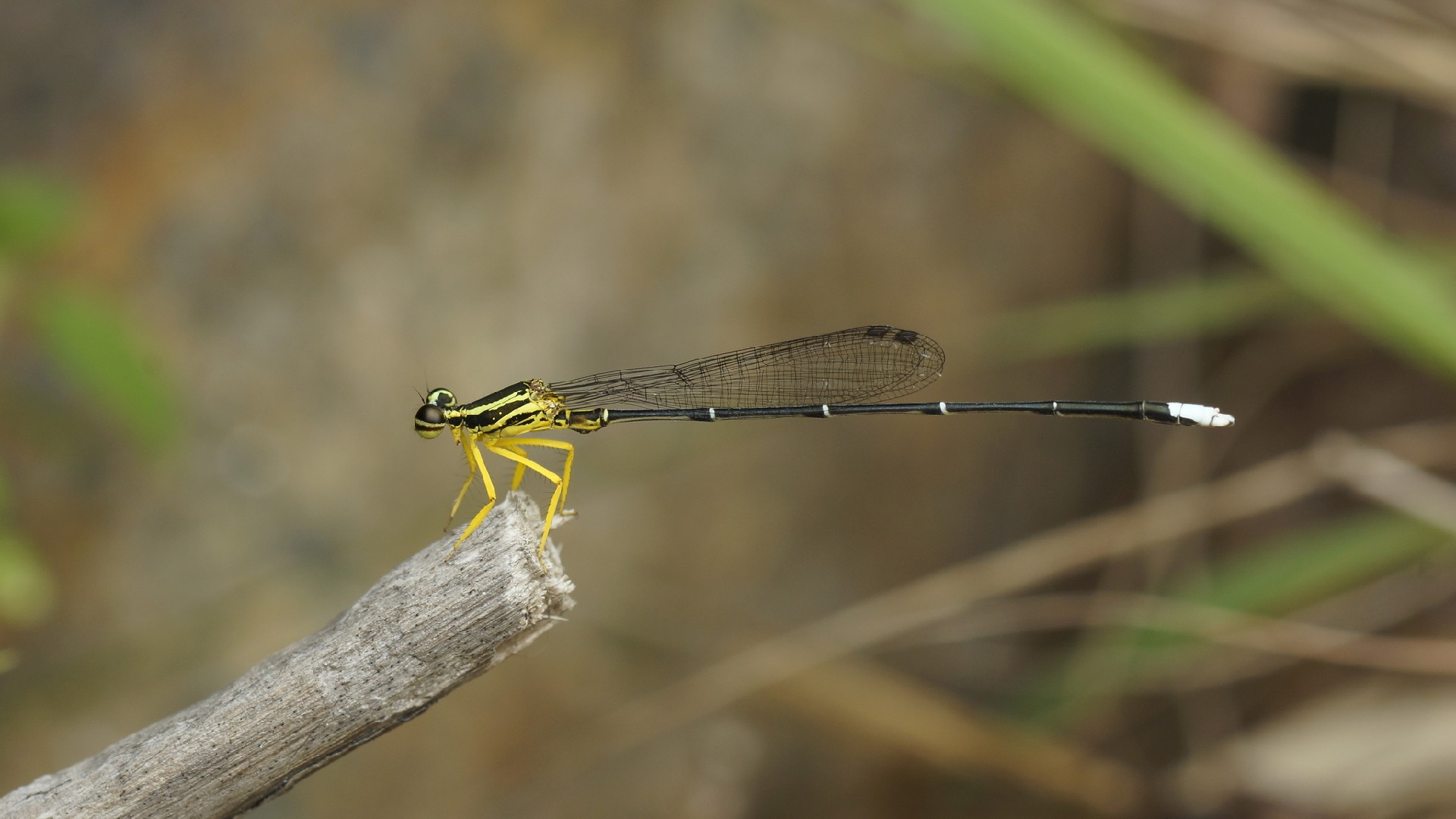 Copera marginipes (Copera marginipes) - Picture Insect