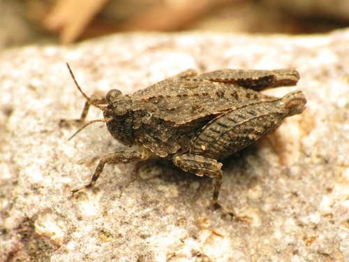 Paratettix (Paratettix)