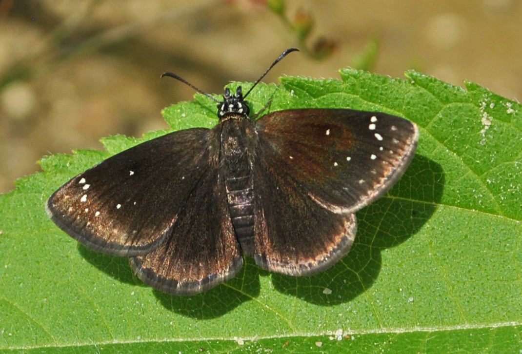 Pholisora (Pholisora)