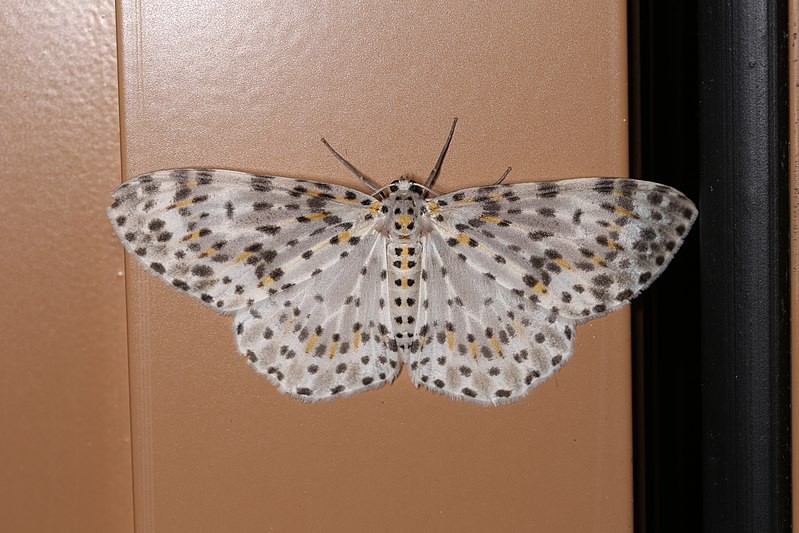 Metapercnia (Metapercnia)