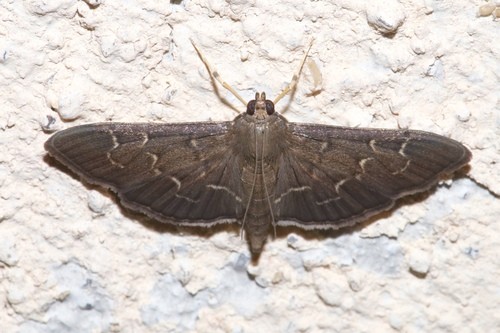 Pilocrocis (Pilocrocis)