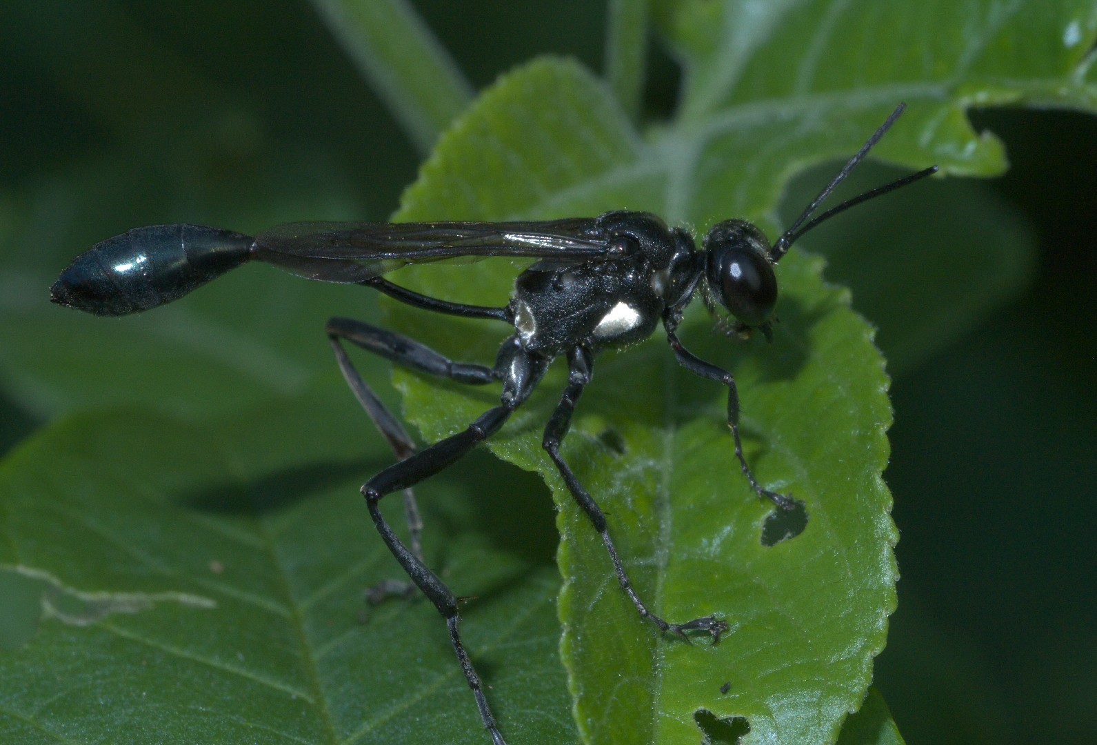 Eremnophila (Eremnophila)