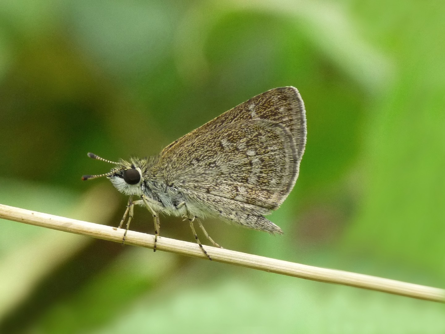 Scrub hoppers (Aeromachus)