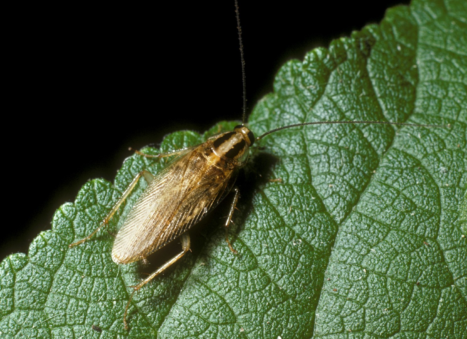 Азиатский таракан (Blattella asahinai) - Picture Insect