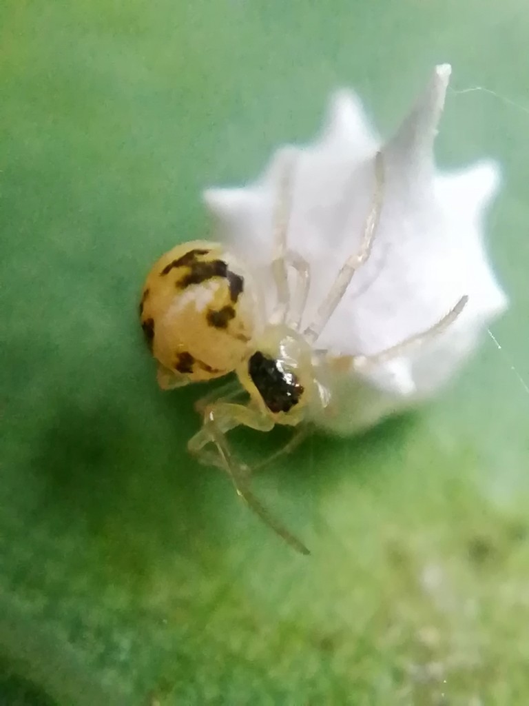 Paidiscura (Paidiscura)