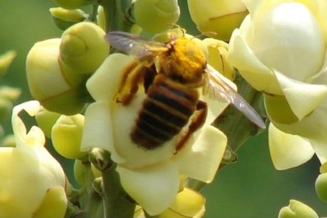Xylocopa frontalis