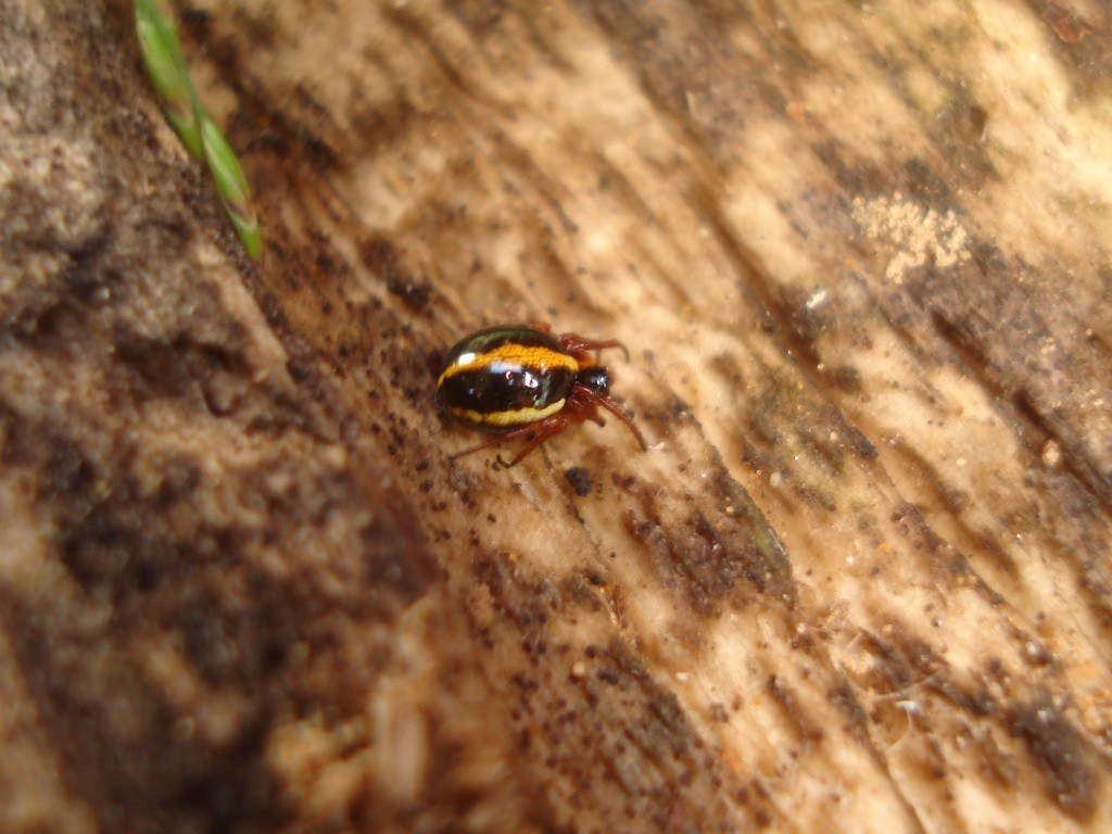 ヨツボシショウジョウグモ (Hypsosinga pygmaea) - Picture Insect