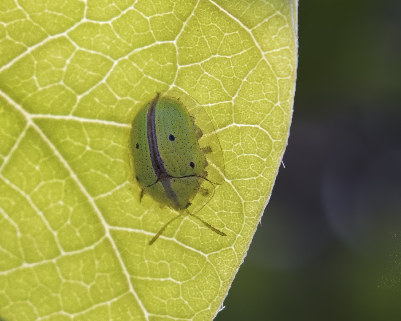 Chiridopsis (Chiridopsis)