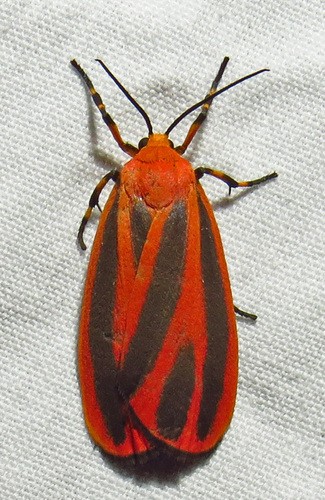Hypoprepia (Hypoprepia)