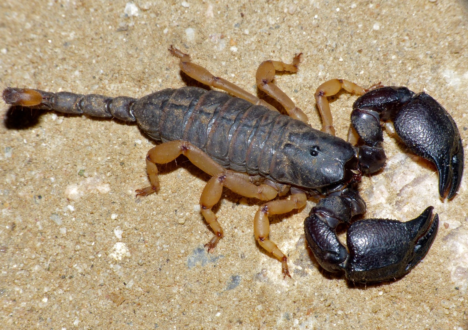 Карликовый древесный скорпион (Liocheles australasiae) - Picture Insect