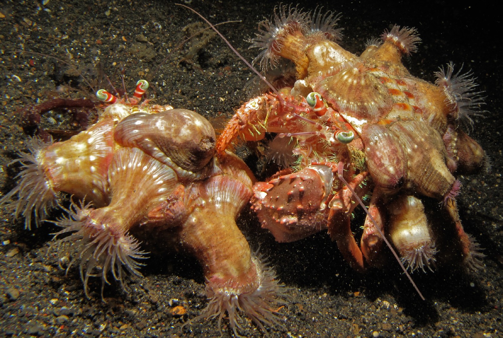 Anemone hermit crab