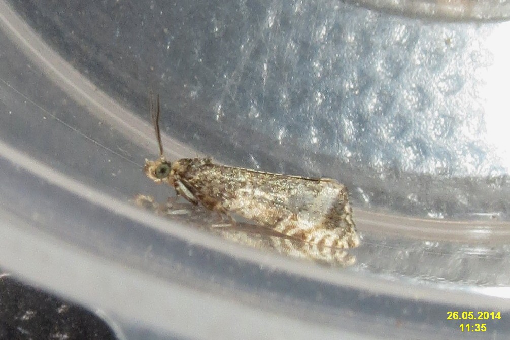 Orthotaenia (Orthotaenia)