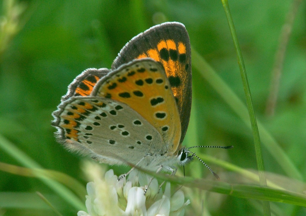 White-bordered copper