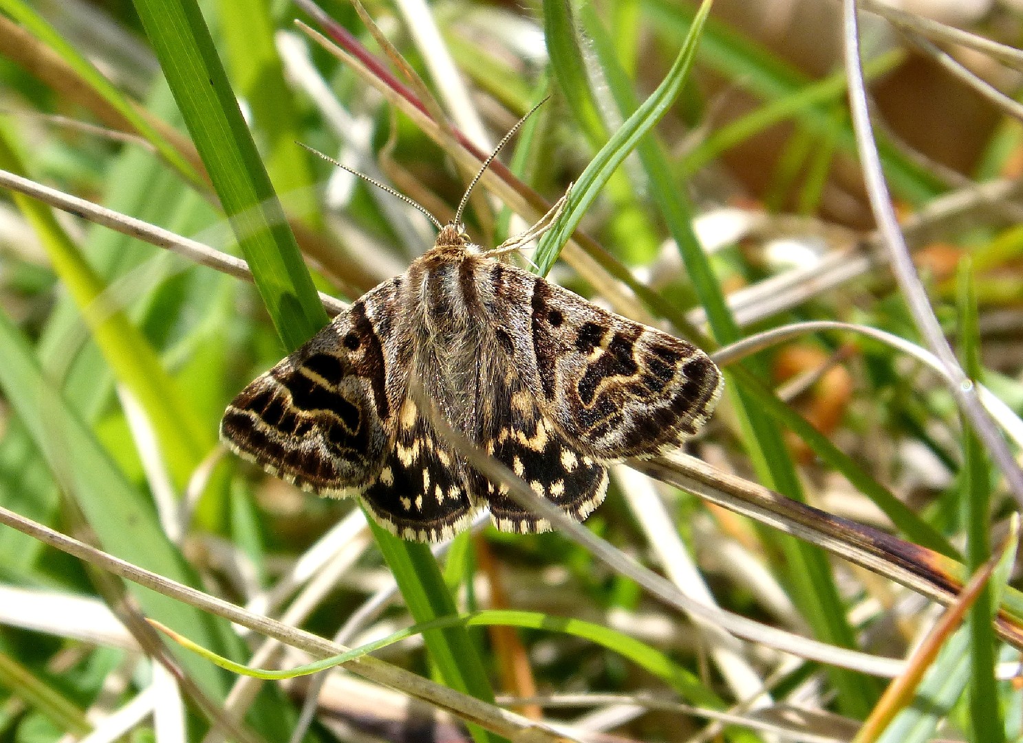 Callistege (Callistege)