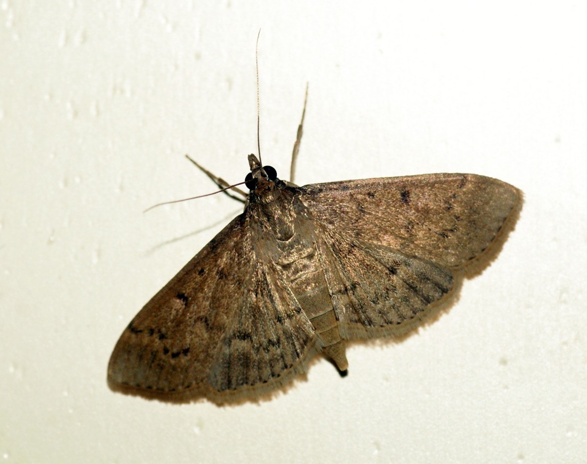 Grass webworm