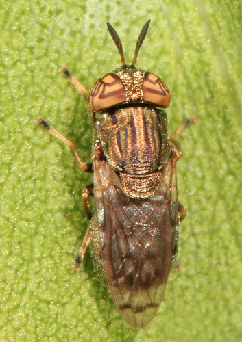 drone fly, rat-tailed maggot - Eristalis tenax (Linnaeus)