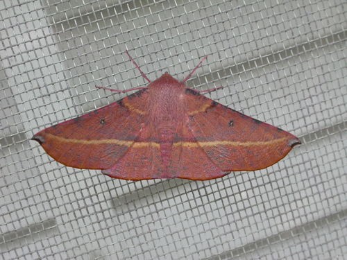 Oenochroma (Oenochroma)
