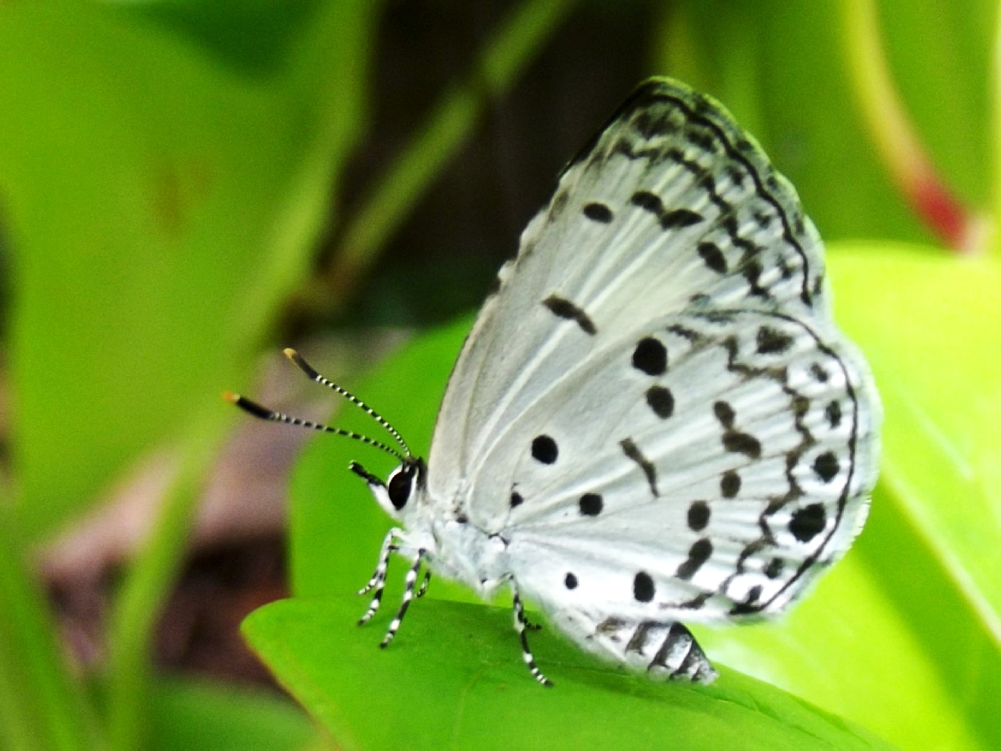 ヤクシマルリシジミ（屋久島瑠璃小灰蝶） (Acytolepis puspa) - Picture Insect