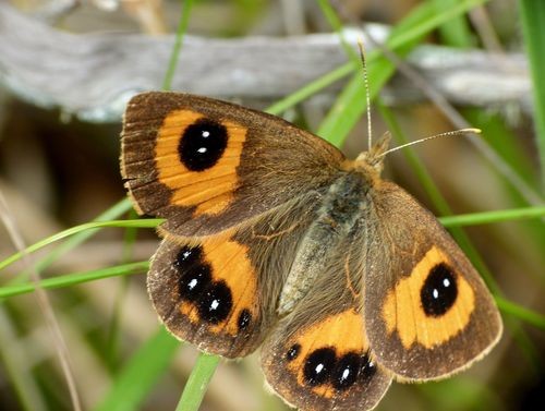 Argyrophenga (Argyrophenga)