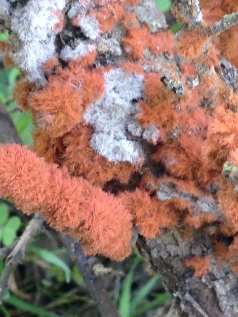 Trentepohlia (Trentepohlia)