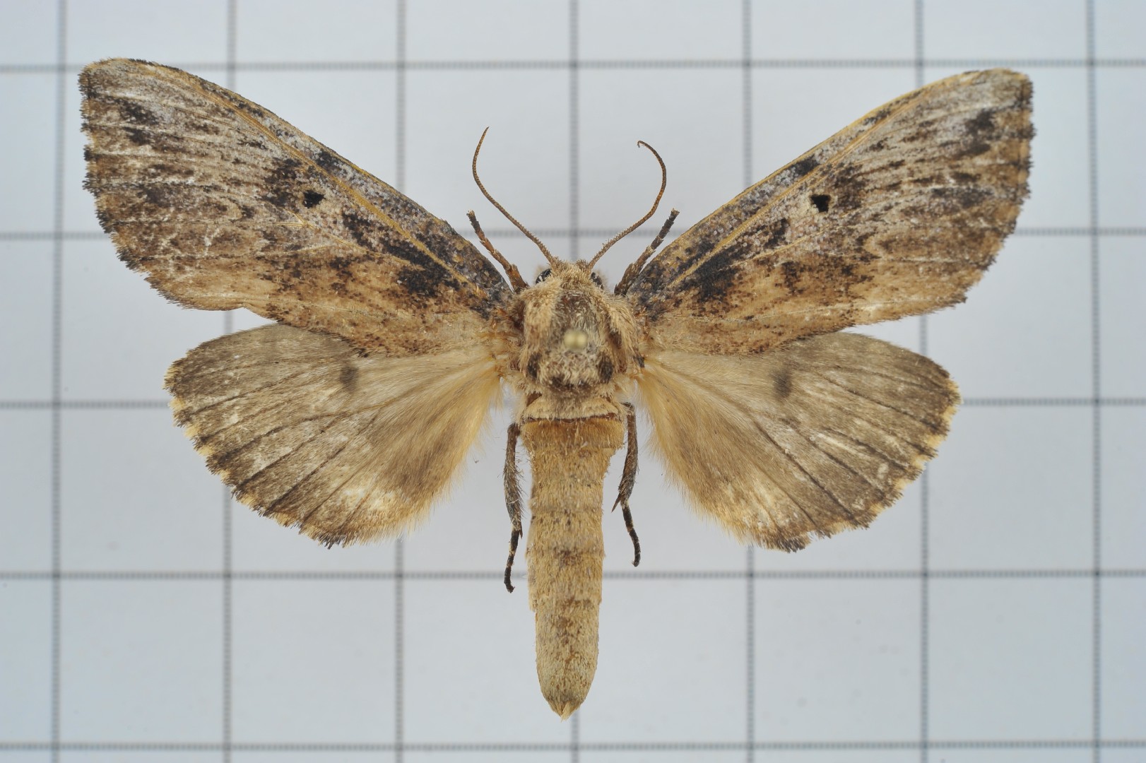 Norracoides (Norracoides)