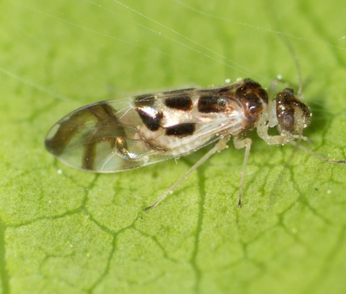 Graphopsocus (Graphopsocus)