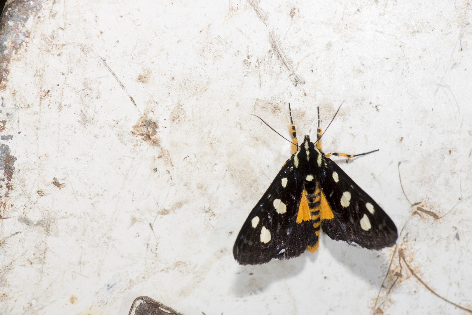 Mimeusemia (Mimeusemia)