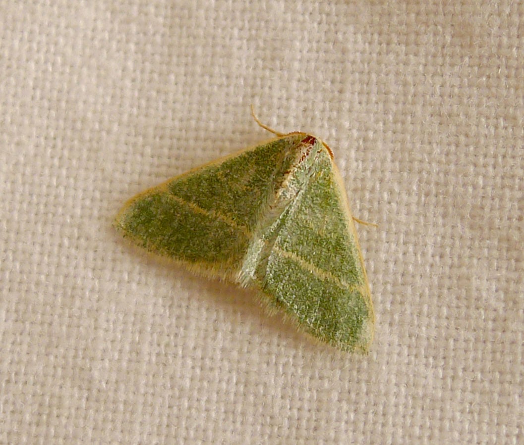 Microloxia (Microloxia)