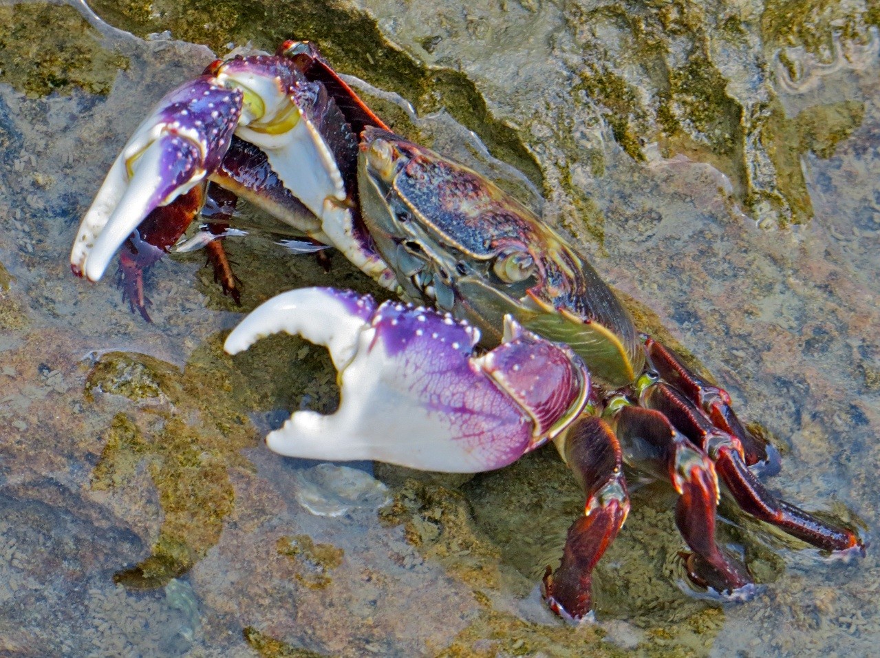 Purple rock crab