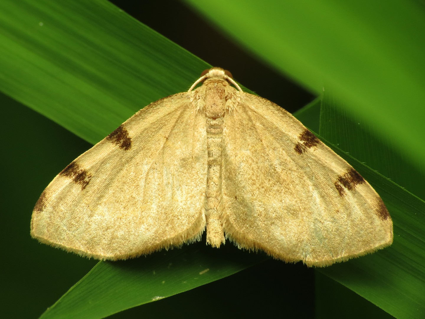 Heterophleps (Heterophleps)