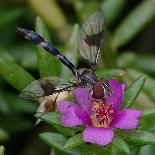 Ocyptamus (Ocyptamus)