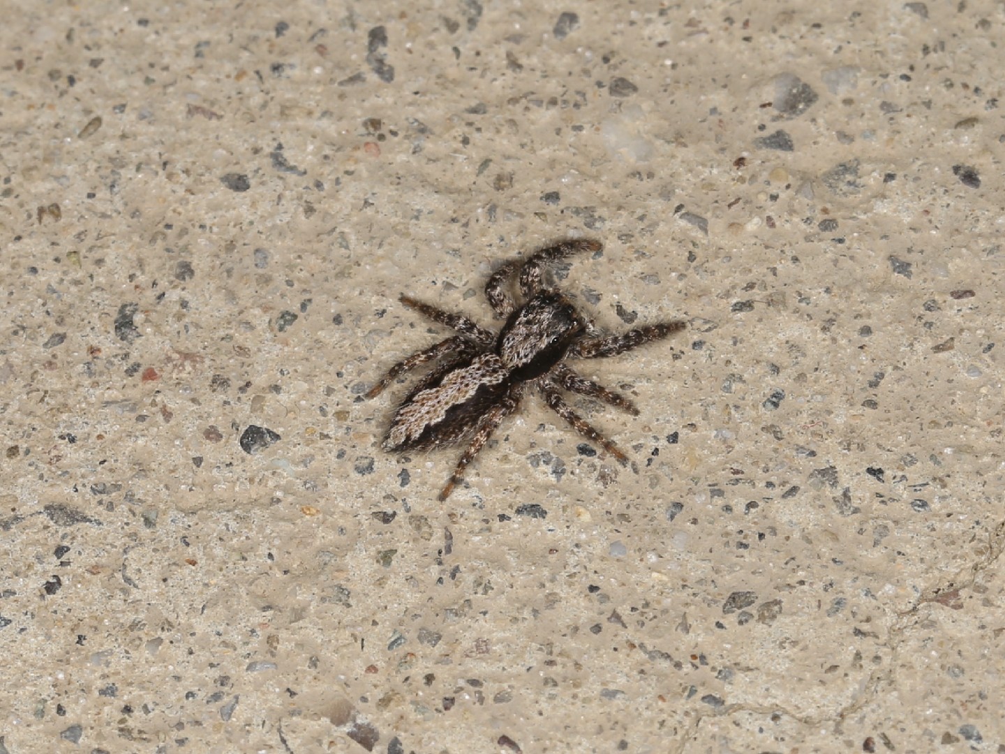 California flattened jumping spider (Platycryptus californicus