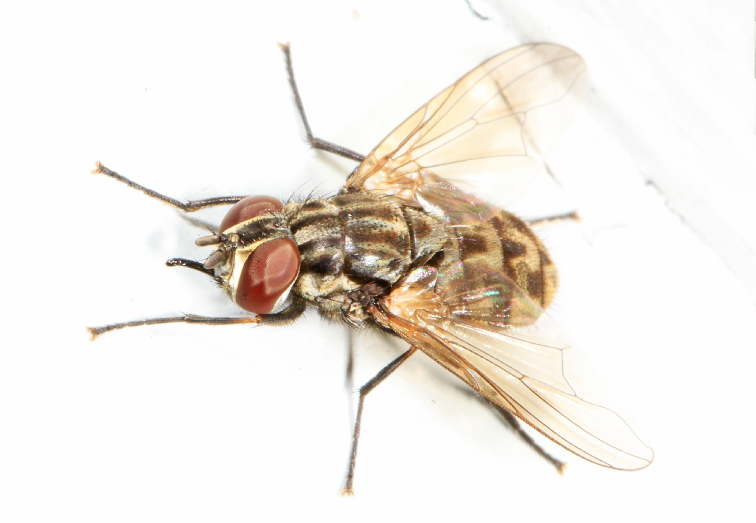 Осенняя жигалка (Stomoxys calcitrans) - Picture Insect