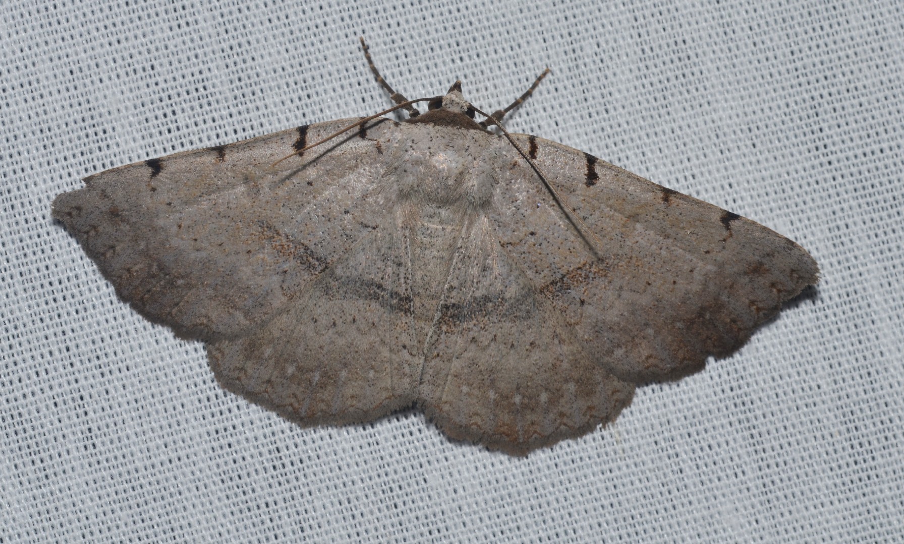 Spiloloma (Spiloloma)