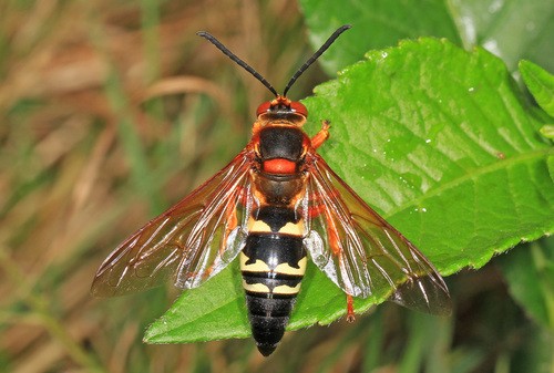 Cicada killers (Sphecius)