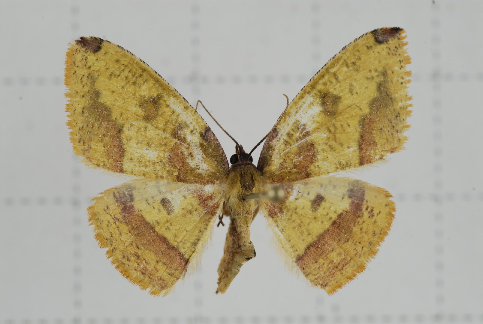 Heterolocha (Heterolocha)