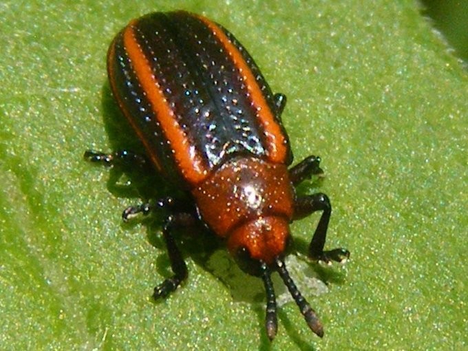 Microrhopala (Microrhopala)