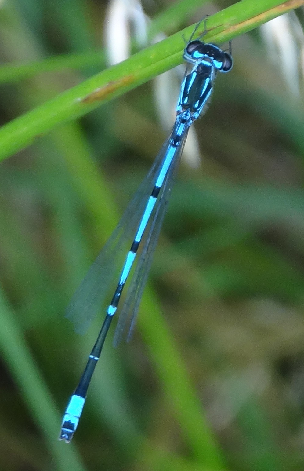 Стрелка изящная (Coenagrion pulchellum) - Picture Insect