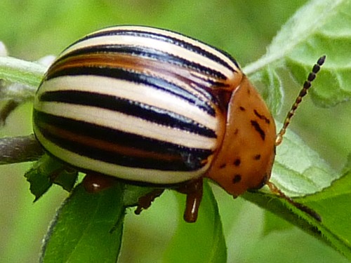 Escarabajos de la papa (Leptinotarsa)
