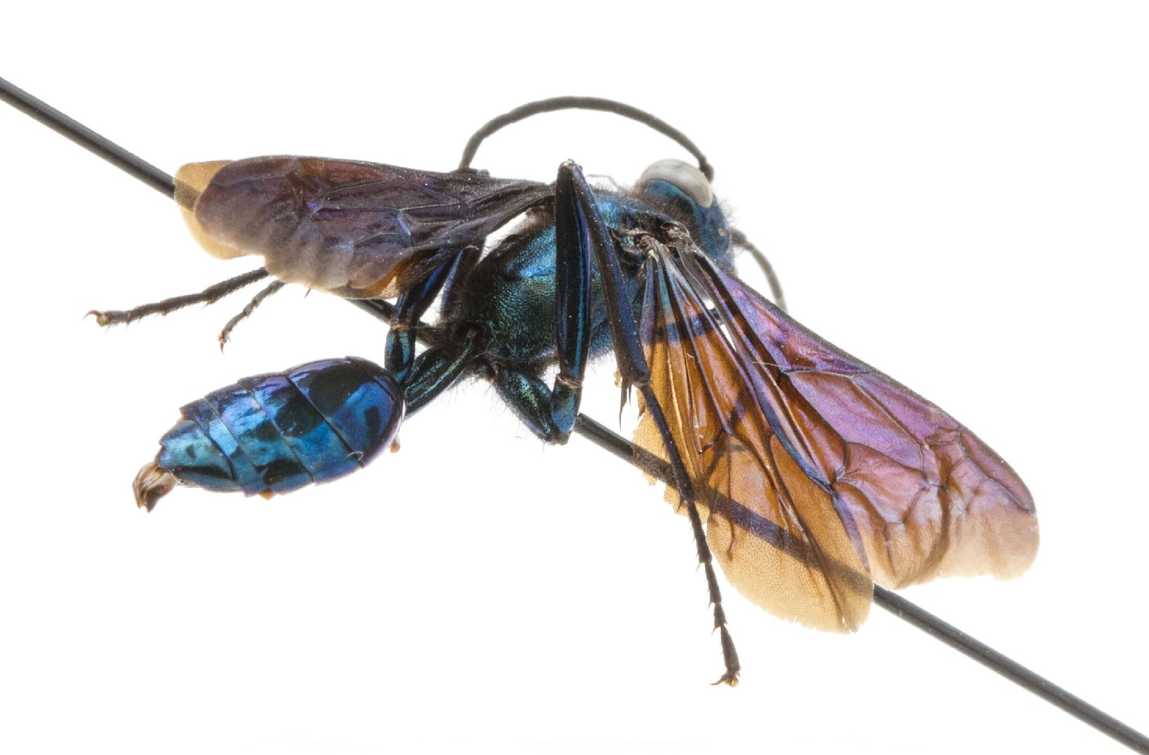 Chalybion californicum (Chalybion californicum) - Picture Insect