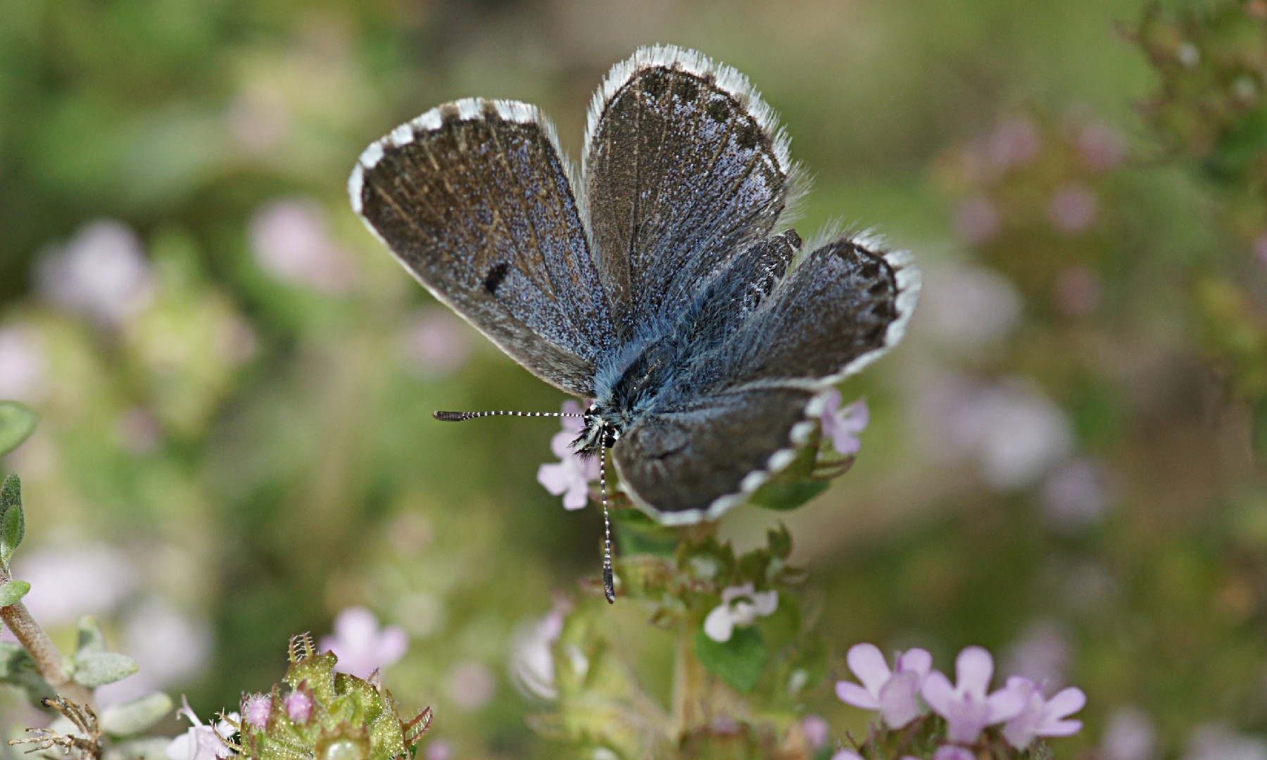 Pseudophilotes (Pseudophilotes)